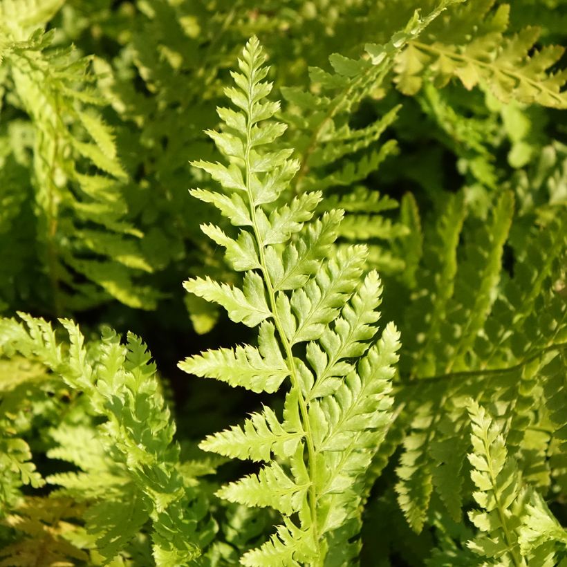 Polystichum braunii (Folhagem)