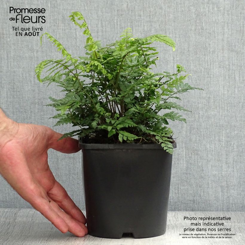 Amostra de Polystichum makinoi Vaso de 2 L/3 L tal como entregue no verão