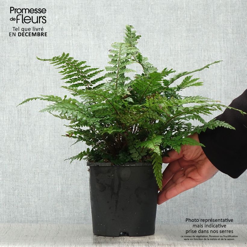 Amostra de Polystichum makinoi - Fougère persistante Vaso de 2 L/3 L tal como entregue no inverno