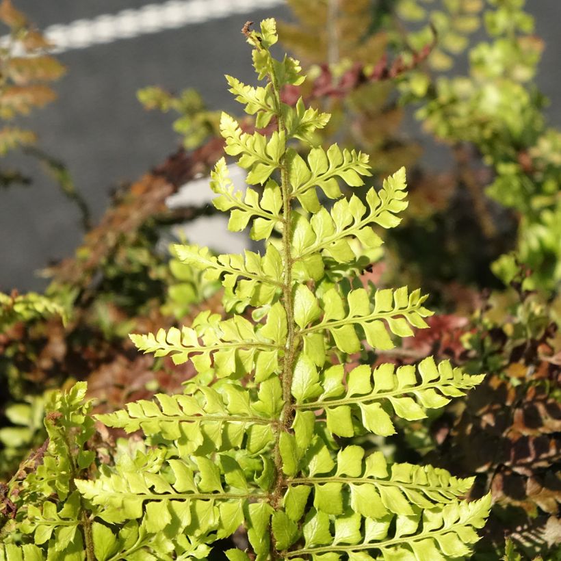 Polystichum makinoi (Folhagem)
