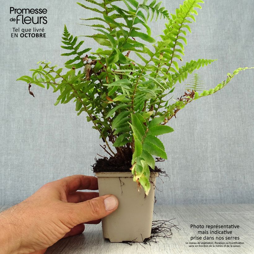 Amostra de Polystichum munitum Vaso de 8/9 cm tal como entregue no outono