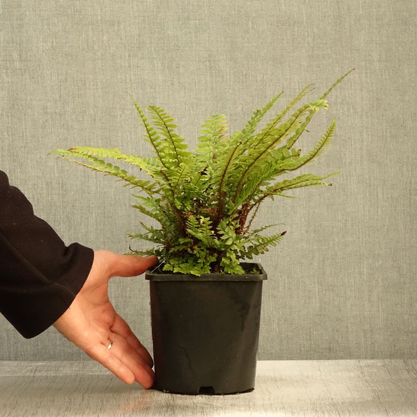 Amostra de Polystichum neolobatum Vaso de 2 L/3 L tal como entregue no outono