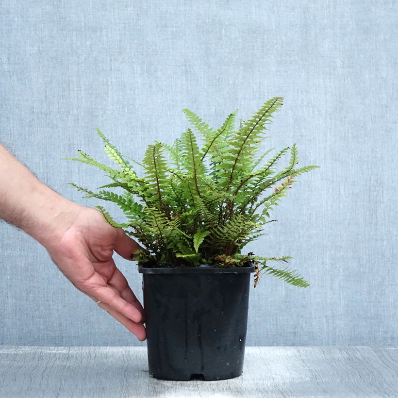 Amostra de Polystichum neolobatum Vaso de 2 L/3 L tal como entregue no verão