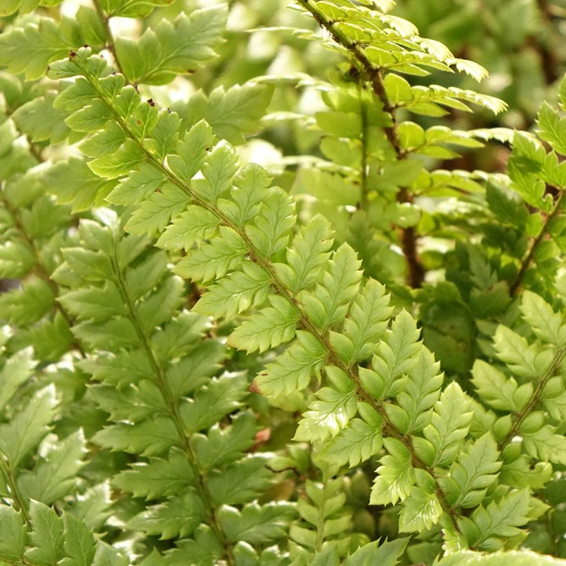 Polystichum neolobatum (Folhagem)