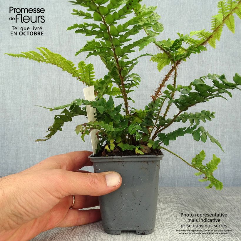 Amostra de Polystichum polyblepharum Vaso de 8/9 cm tal como entregue no outono