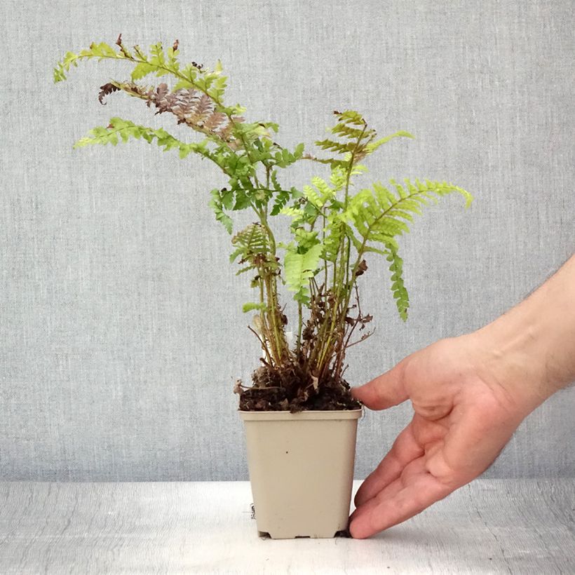Amostra de Polystichum polyblepharum Vaso de 8/9 cm tal como entregue no verão