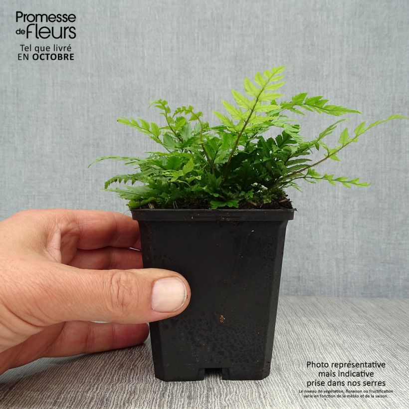 Amostra de Polystichum rigens Vaso de 8/9 cm tal como entregue no outono