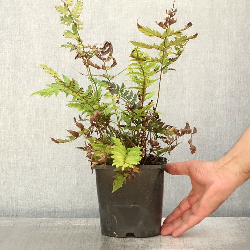 Amostra de Polystichum rigens Vaso de 2 L/3 L tal como entregue no outono