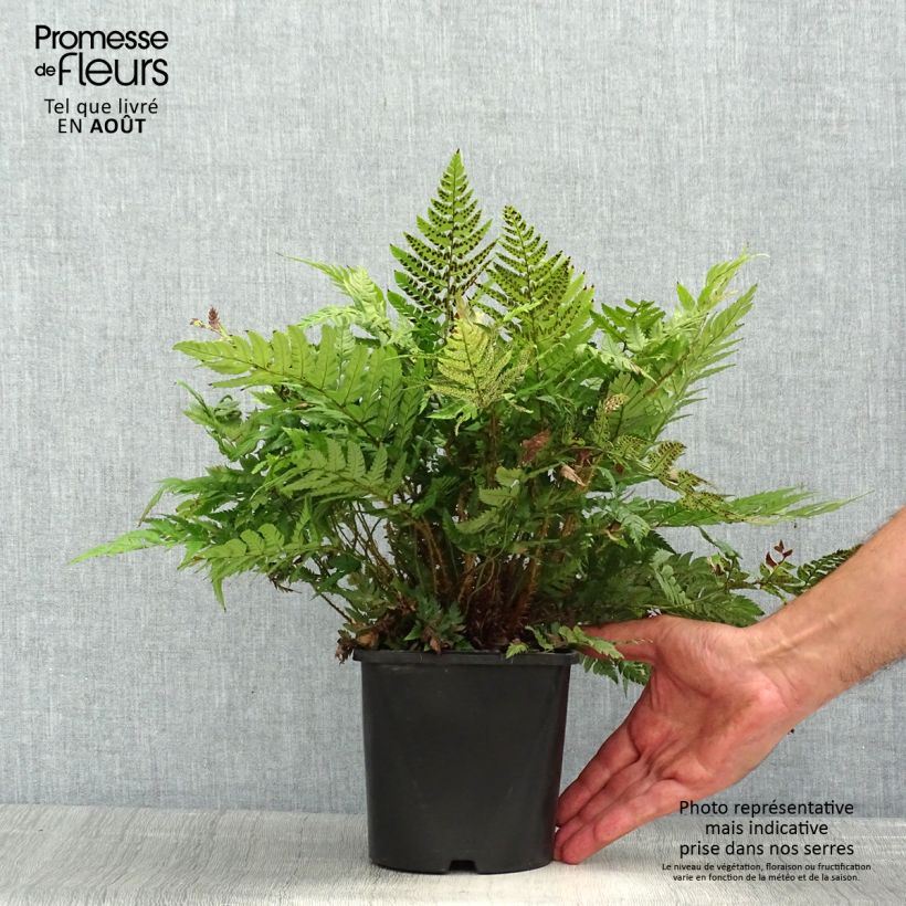 Amostra de Polystichum rigens Vaso de 2 L/3 L tal como entregue no verão