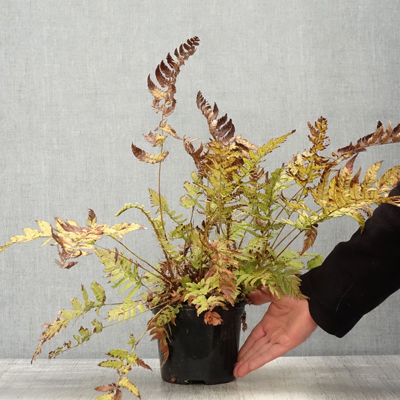 Amostra de Polystichum rigens Vaso de 2 L/3 L tal como entregue na primavera