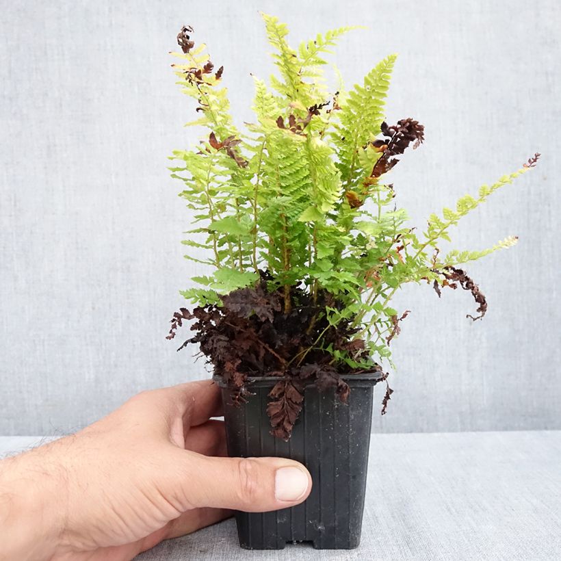 Amostra de Polystichum setiferum Densum Vaso de 8/9 cm tal como entregue no outono