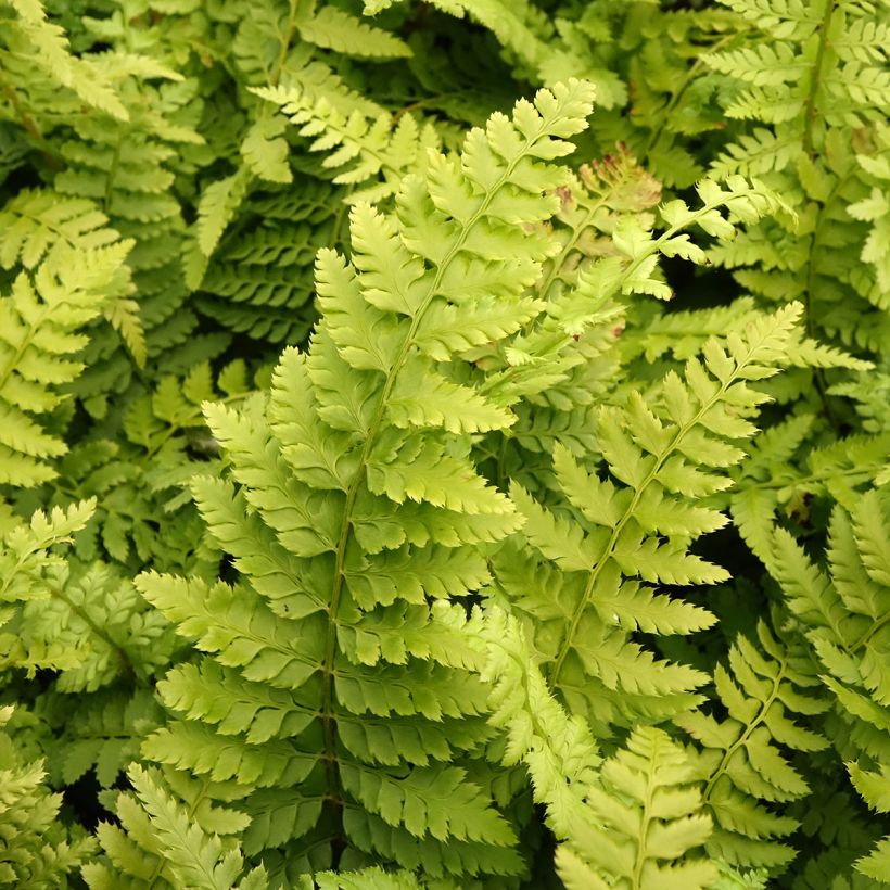 Polystichum setiferum Densum (Folhagem)