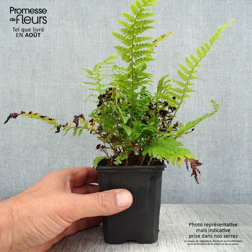 Amostra de Polystichum setiferum Densum Vaso de 8/9 cm tal como entregue no verão