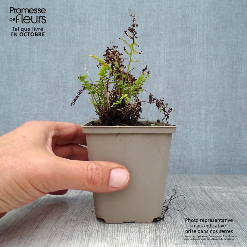 Amostra de Polystichum setiferum Herrenhausen Vaso de 8/9 cm tal como entregue no outono