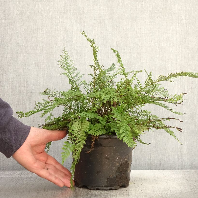 Amostra de Polystichum setiferum Herrenhausen Vaso de 2 L/3 L tal como entregue no outono