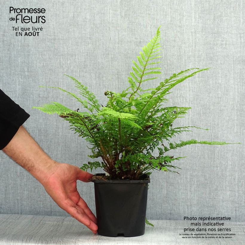 Amostra de Polystichum setiferum Herrenhausen Vaso de 2 L/3 L tal como entregue no verão