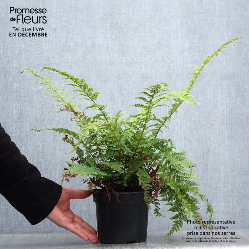 Amostra de Polystichum setiferum Herrenhausen Vaso de 2 L/3 L tal como entregue no inverno