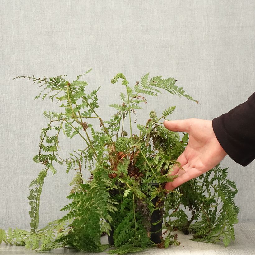 Amostra de Polystichum setiferum Herrenhausen Vaso de 2 L/3 L tal como entregue na primavera