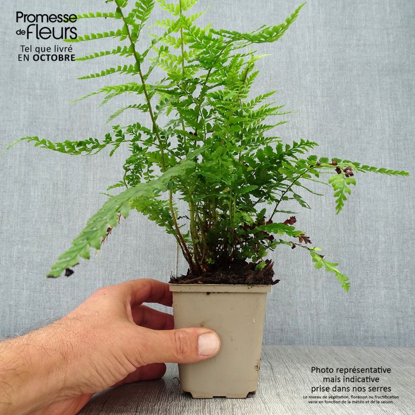 Amostra de Polystichum setiferum Dahlem Vaso de 8/9 cm tal como entregue no outono