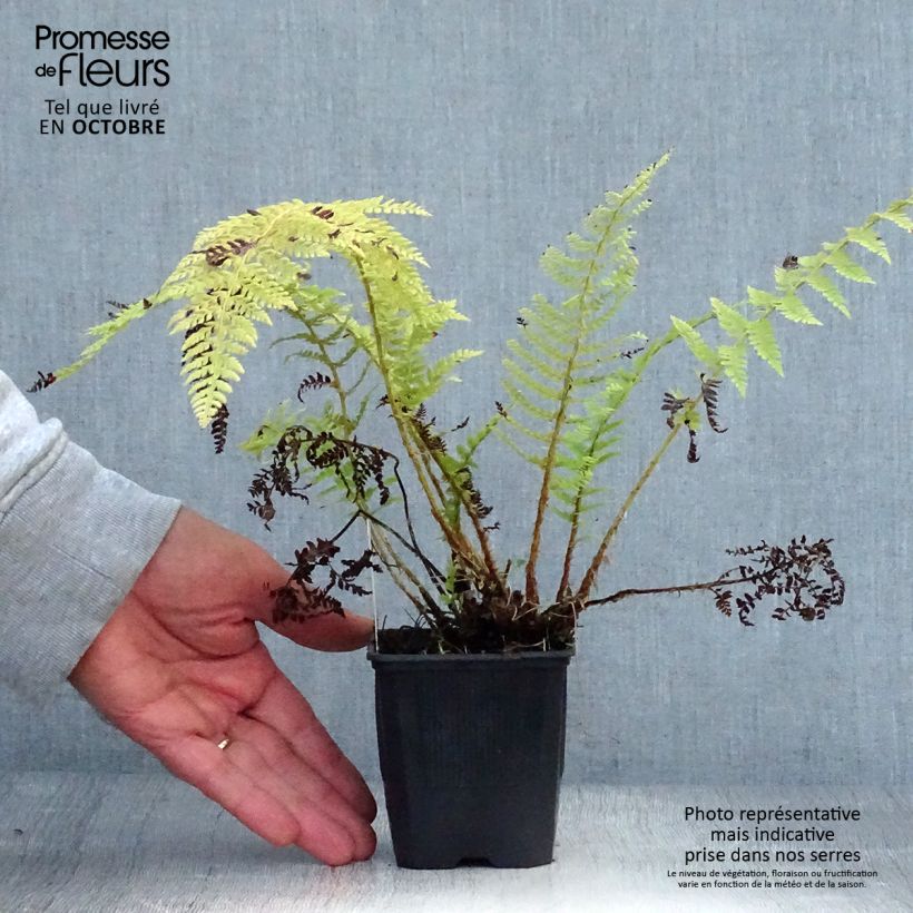 Amostra de Polystichum setiferum Vaso de 8/9 cm tal como entregue no outono