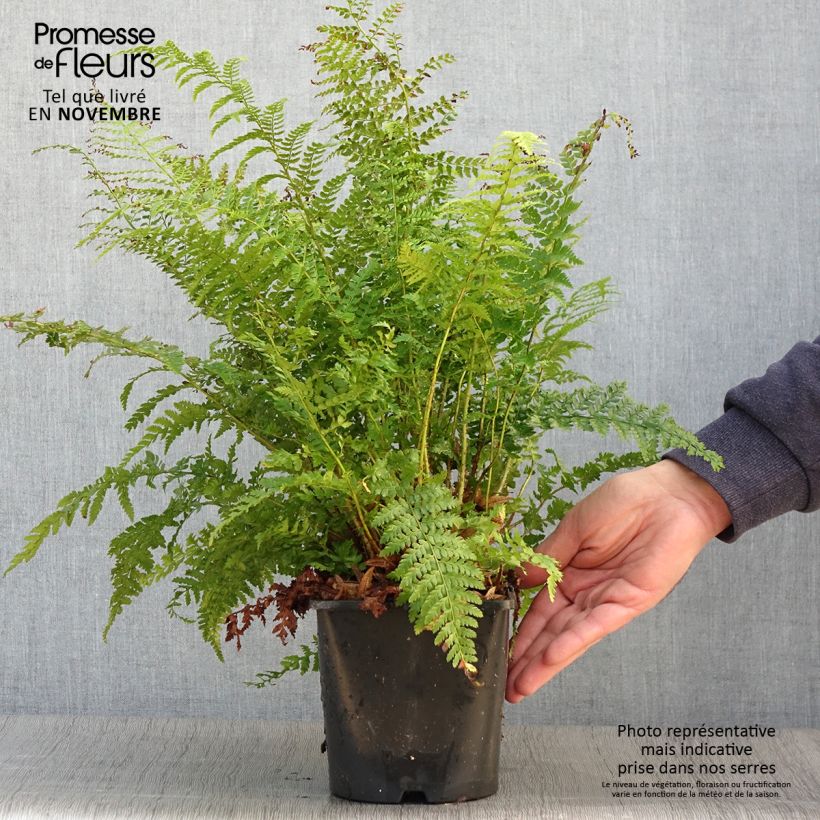 Amostra de Polystichum setiferum Vaso de 2 L/3 L tal como entregue no outono