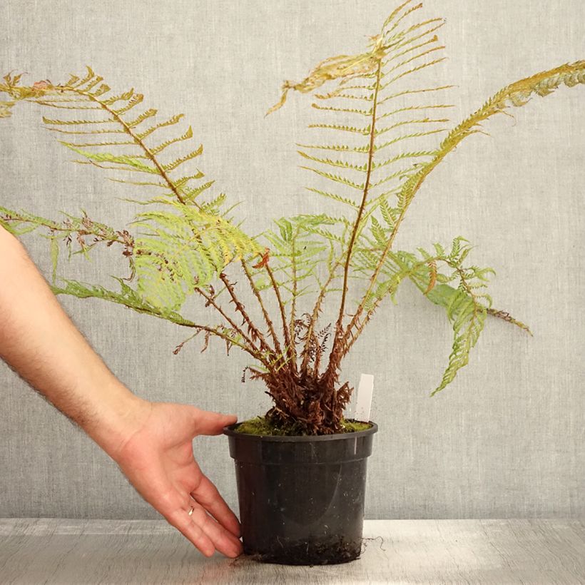 Amostra de Polystichum setiferum Plumosum Bevis Vaso de 2 L/3 L tal como entregue no outono