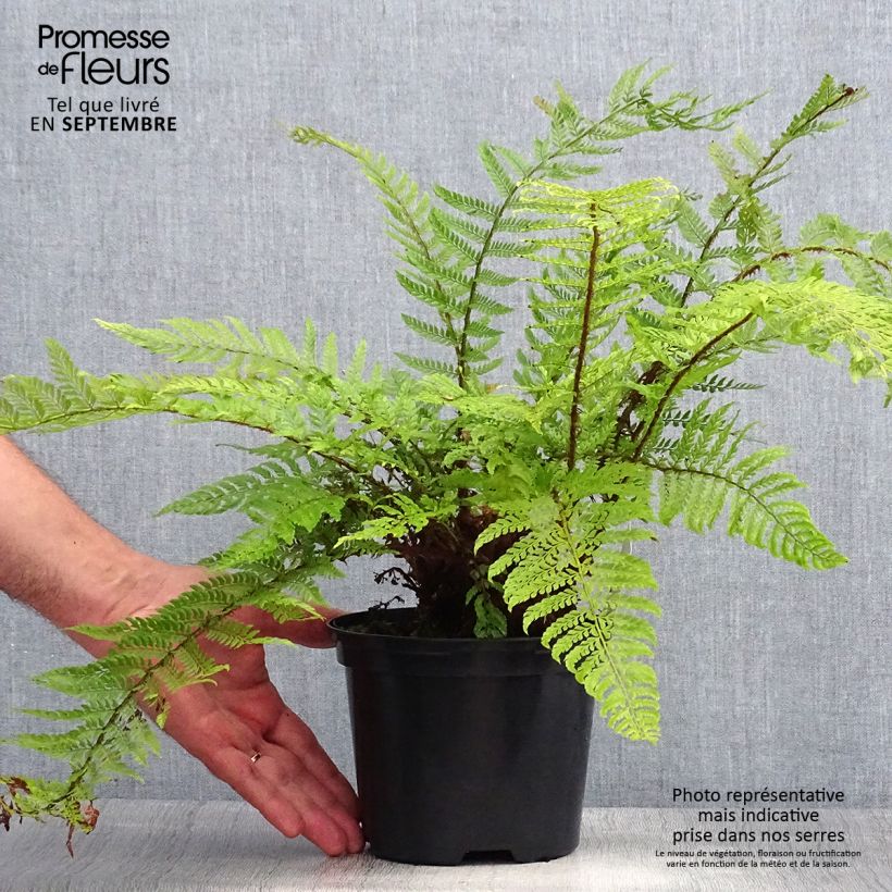 Amostra de Polystichum setiferum Plumosum Bevis Vaso de 2 L/3 L tal como entregue no verão