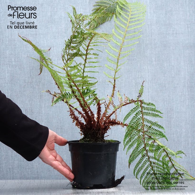 Amostra de Polystichum setiferum Plumosum Bevis - Aspidie à cils raides Pot de 2L/3L tal como entregue no inverno