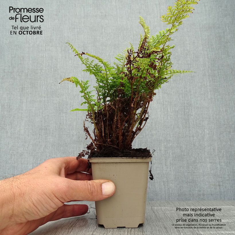 Amostra de Polystichum setiferum Plumosum Densum Vaso de 8/9 cm tal como entregue no outono