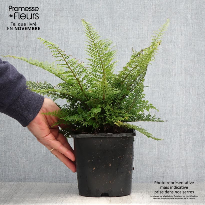 Amostra de Polystichum setiferum Plumosum Densum Vaso de 2 L/3 L tal como entregue no outono