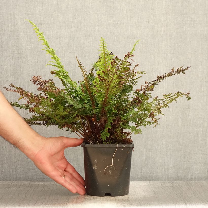 Amostra de Polystichum setiferum Plumosum Densum Vaso de 2 L/3 L tal como entregue no verão