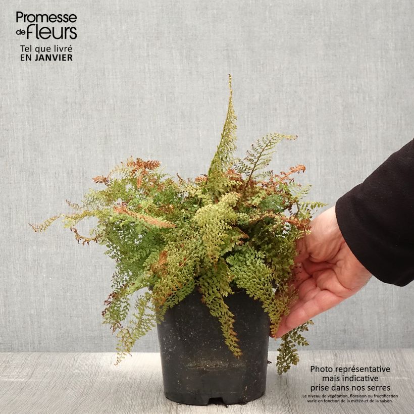 Amostra de Polystichum setiferum Plumosum Densum - Fougère Vaso de 2 L/3 L tal como entregue no inverno