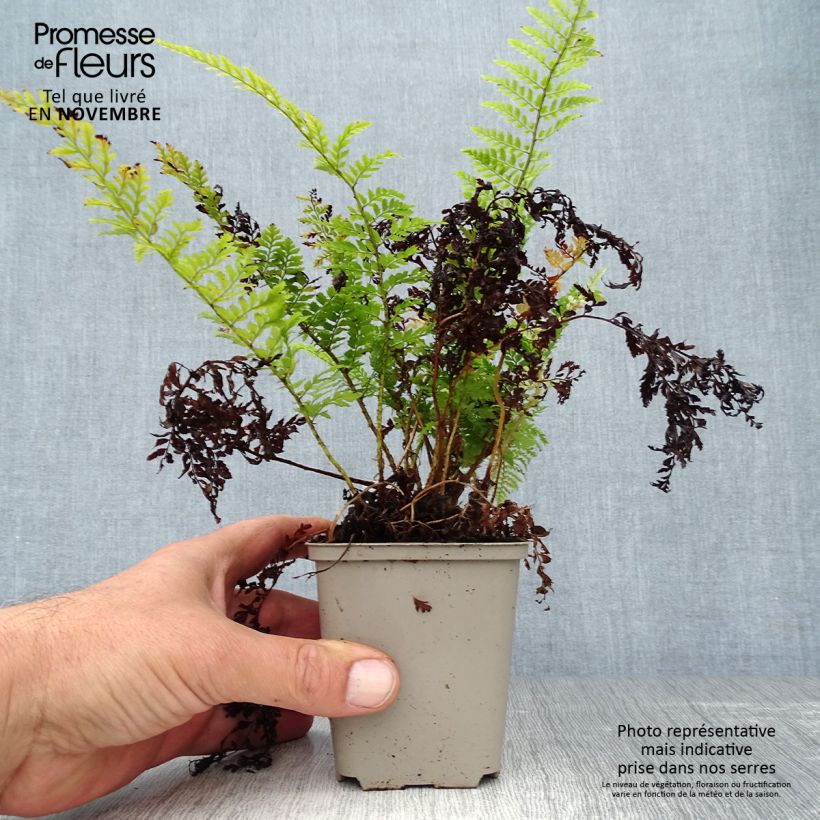 Amostra de Polystichum setiferum Proliferum Vaso de 8/9 cm tal como entregue no outono