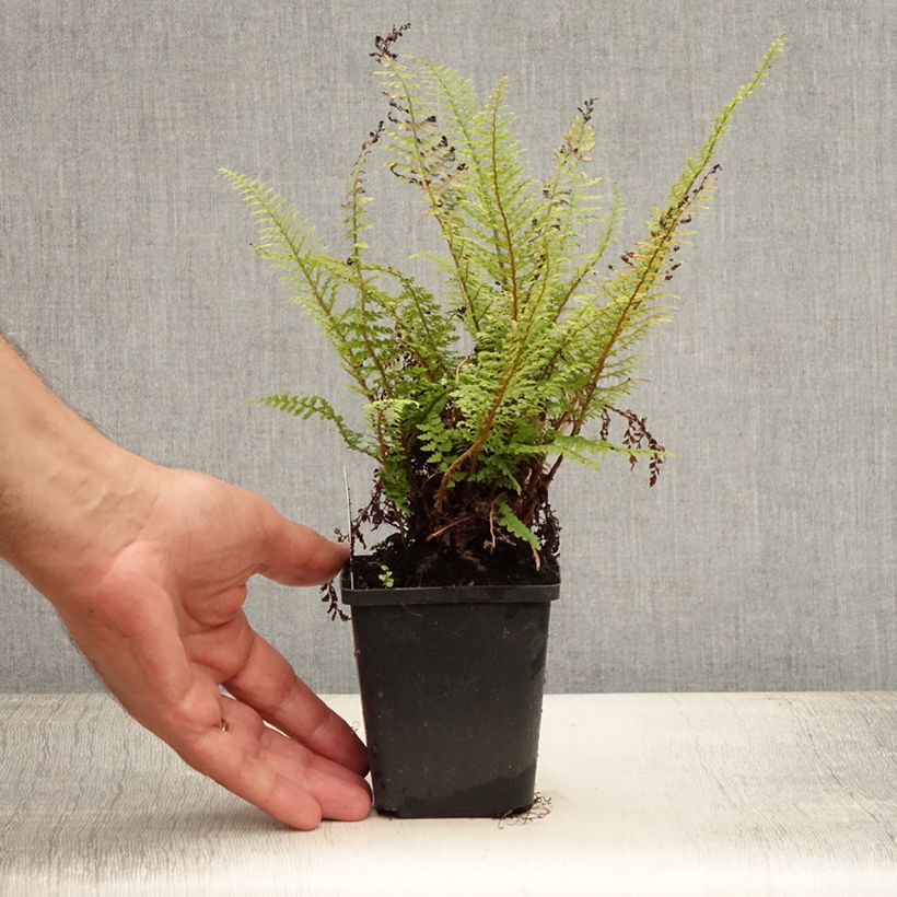 Amostra de Polystichum setiferum Proliferum Vaso de 8/9 cm tal como entregue no verão