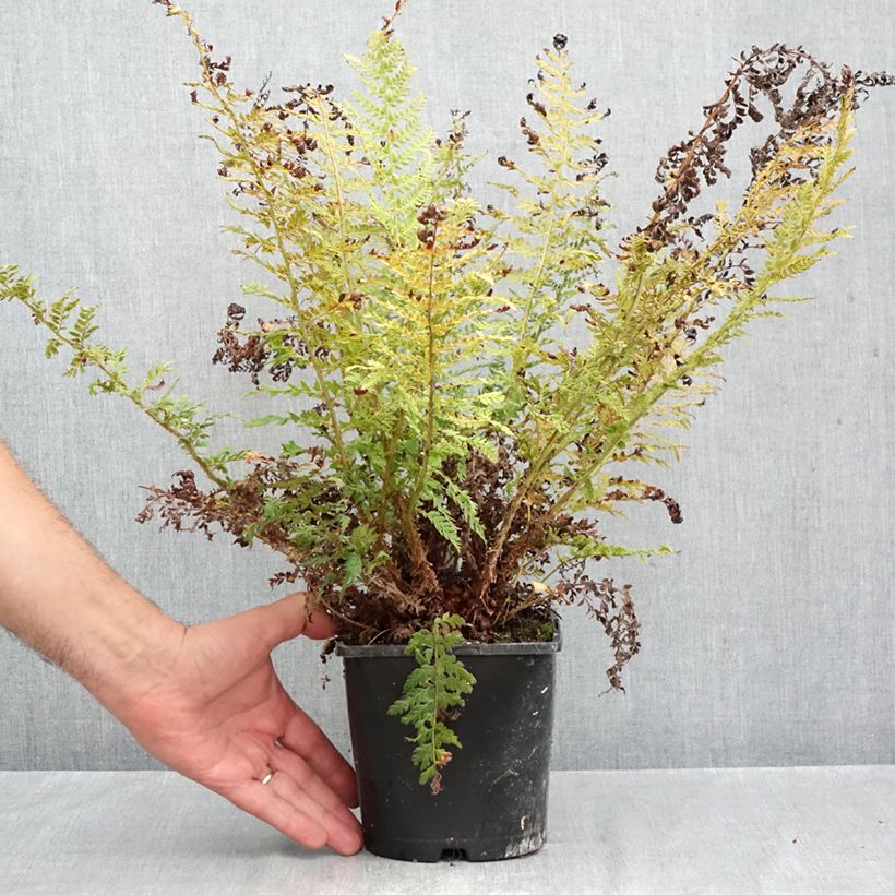 Amostra de Polystichum setiferum Proliferum Vaso de 2 L/3 L tal como entregue no outono