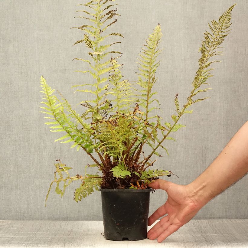 Amostra de Polystichum setiferum Proliferum Vaso de 2 L/3 L tal como entregue no verão