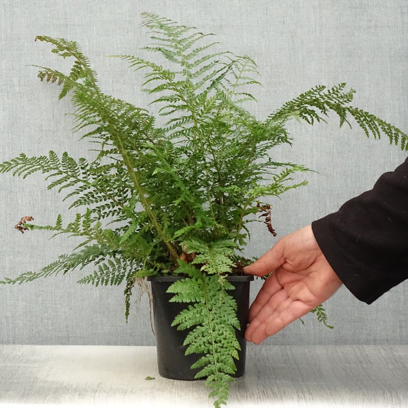 Amostra de Polystichum setiferum Proliferum Vaso de 2 L/3 L tal como entregue na primavera