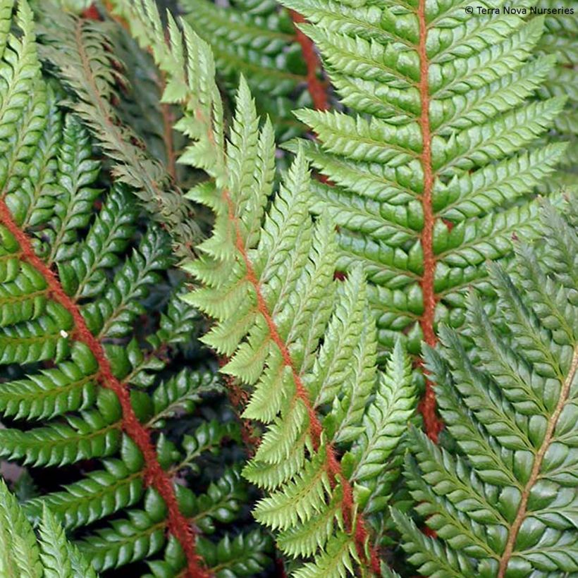 Polystichum Shiny Holy Fern (Folhagem)