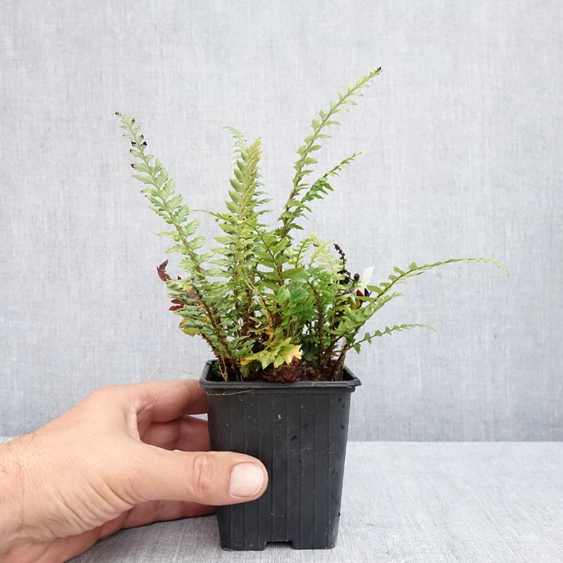 Amostra de Polystichum Shiny Holy Fern Vaso de 8/9 cm tal como entregue no outono