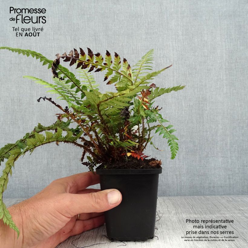Amostra de Polystichum Shiny Holy Fern Vaso de 8/9 cm tal como entregue no verão
