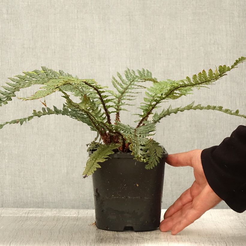 Amostra de Polystichum Shiny Holy Fern Vaso de 2 L/3 L tal como entregue no outono