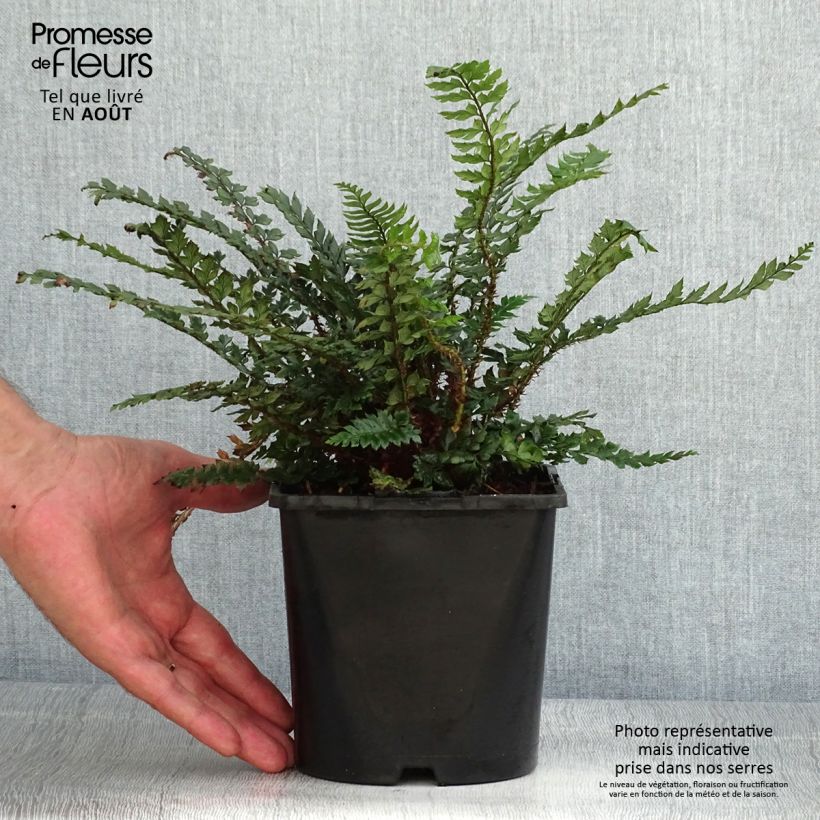 Amostra de Polystichum Shiny Holy Fern Vaso de 2 L/3 L tal como entregue no verão