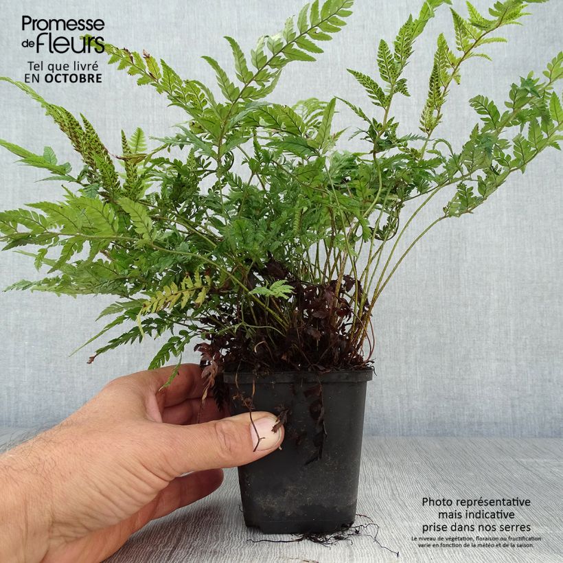 Amostra de Polystichum tsus-simense Vaso de 8/9 cm tal como entregue no outono