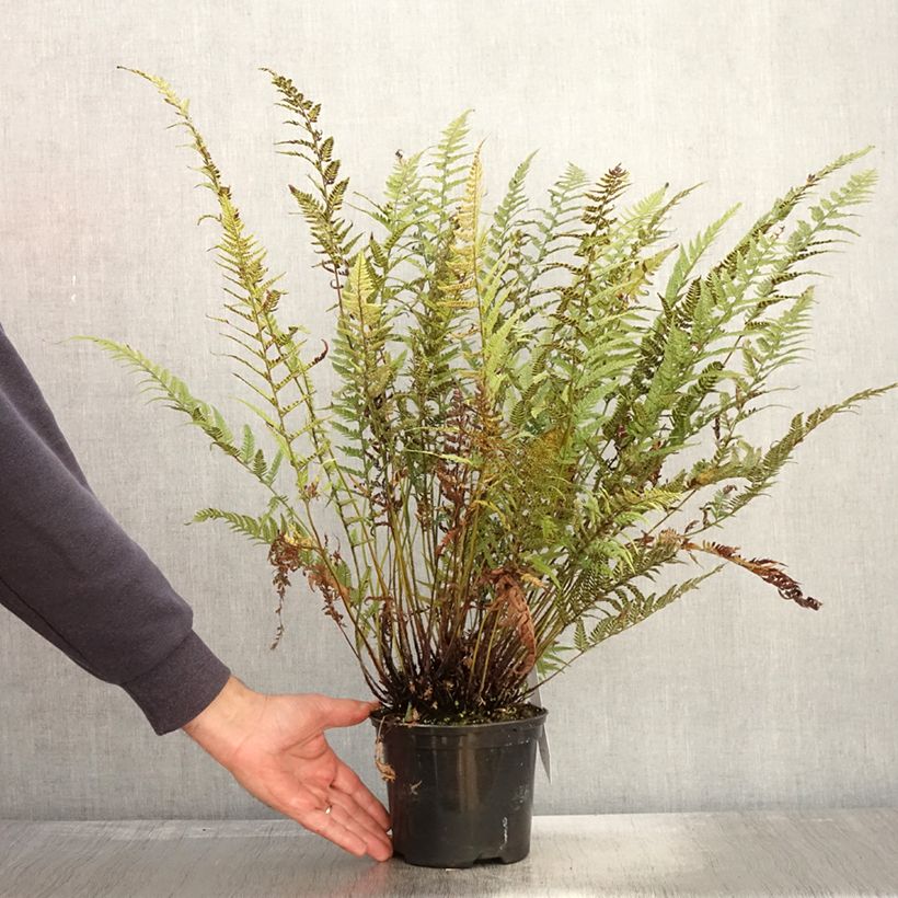 Amostra de Polystichum tsus-simense Vaso de 2 L/3 L tal como entregue no outono