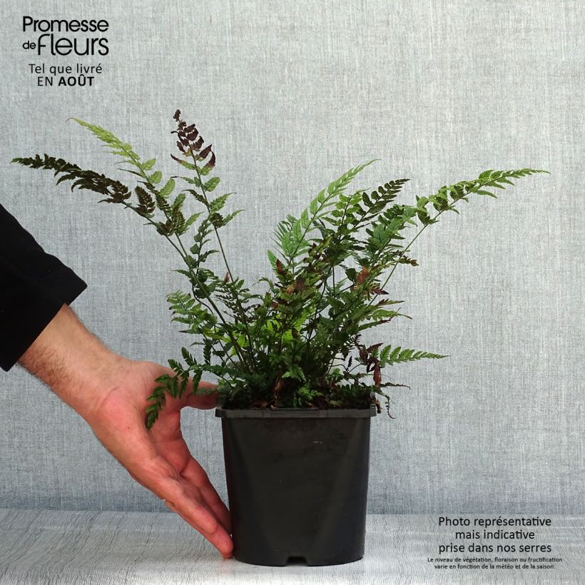 Amostra de Polystichum tsus-simense Vaso de 2 L/3 L tal como entregue no verão
