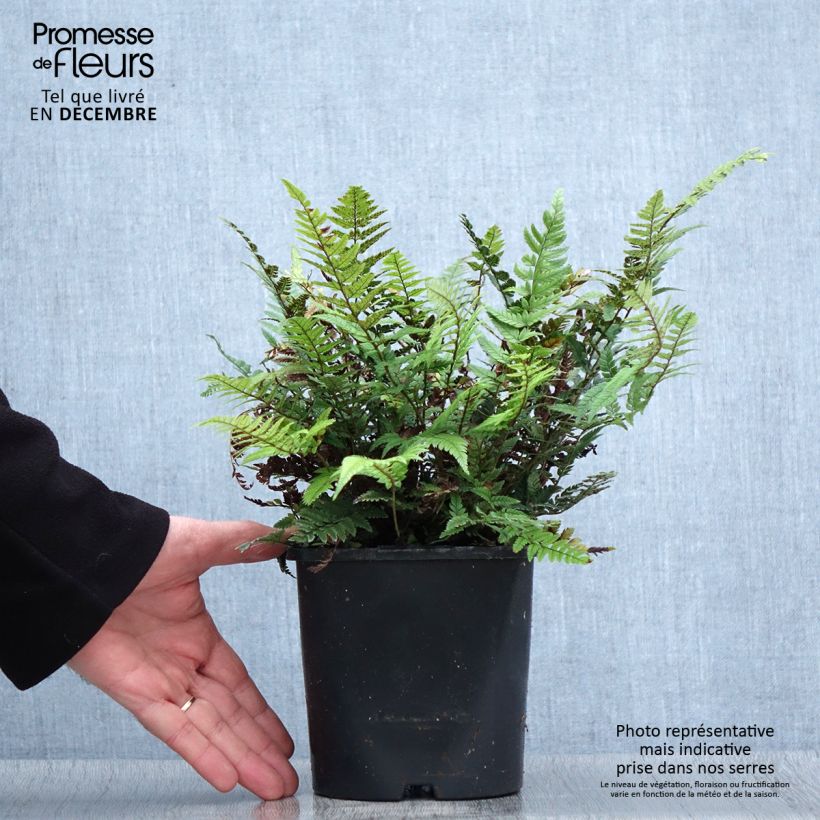 Amostra de Polystichum tsus-simense Vaso de 2 L/3 L tal como entregue no inverno