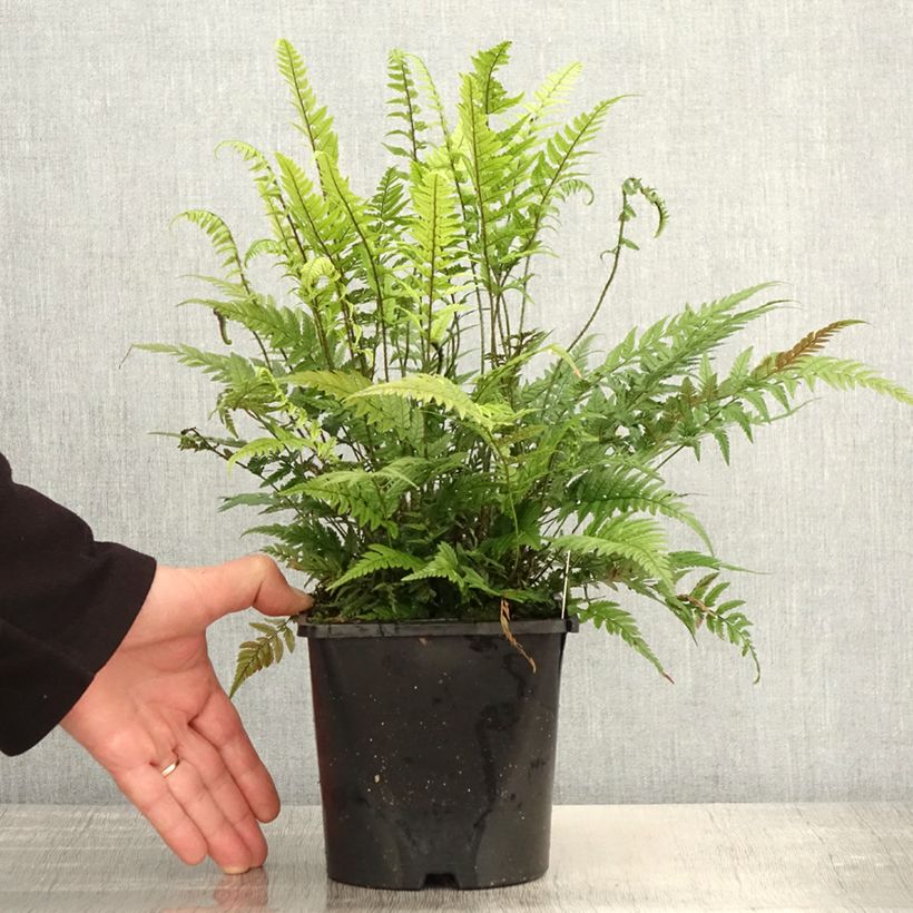 Amostra de Polystichum tsus-simense Vaso de 2 L/3 L tal como entregue na primavera