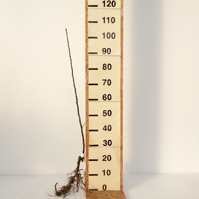 Amostra de Macieira de sidra Locard Vert - Malus domestica Raízes nuas, Rebento tal como entregue no inverno