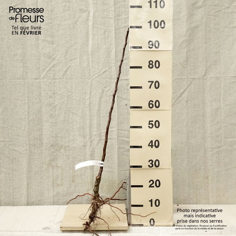 Amostra de Macieira de sidra Pequena amarela - Malus domestica Raízes nuas, Rebento tal como entregue no inverno