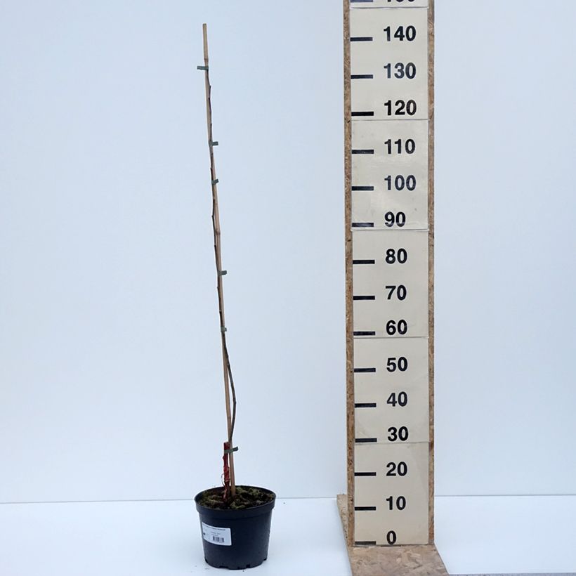 Amostra de Pommier Ananas Berżenicki Pot de 4L/5L, Scion tal como entregue no inverno